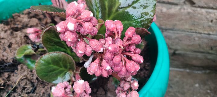 Hey Pandas, Post A Photo That You’ve Taken Of Your Favorite Type Of Flower (Closed) Hey Pandas, Post A Photo That You’ve Taken Of Your Favorite Type Of Flower (Closed)