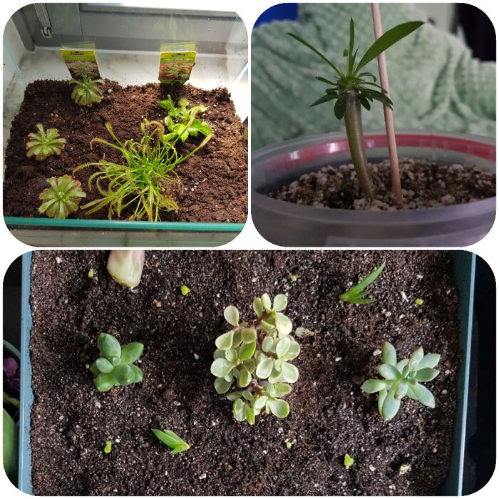 Hey Pandas, Post A Photo That You’ve Taken Of Your Favorite Type Of Flower (Closed) Hey Pandas, Post A Photo That You’ve Taken Of Your Favorite Type Of Flower (Closed)