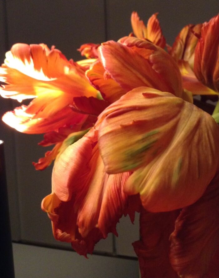 Hey Pandas, Post A Photo That You’ve Taken Of Your Favorite Type Of Flower (Closed) Hey Pandas, Post A Photo That You’ve Taken Of Your Favorite Type Of Flower (Closed)