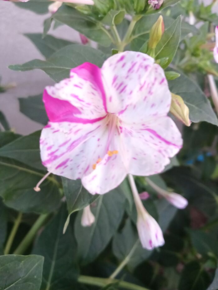 Hey Pandas, Post A Photo That You’ve Taken Of Your Favorite Type Of Flower (Closed) Hey Pandas, Post A Photo That You’ve Taken Of Your Favorite Type Of Flower (Closed)