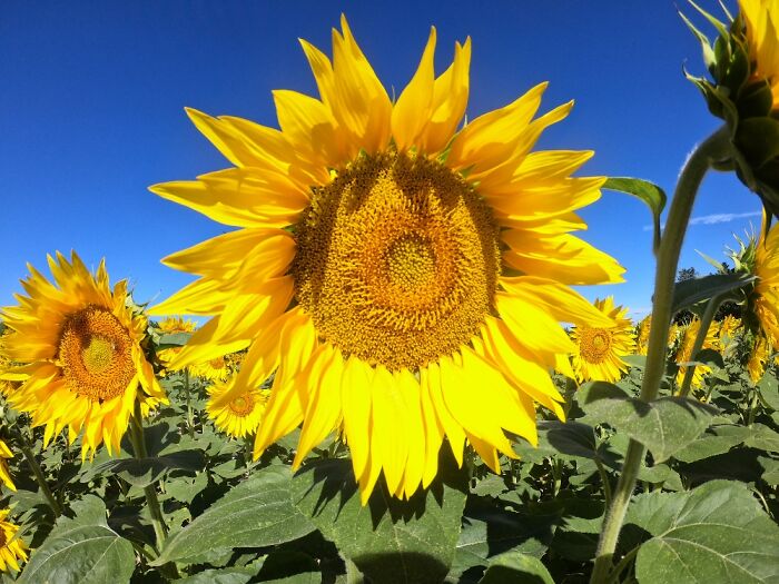 Hey Pandas, Post A Photo That You’ve Taken Of Your Favorite Type Of Flower (Closed) Hey Pandas, Post A Photo That You’ve Taken Of Your Favorite Type Of Flower (Closed)