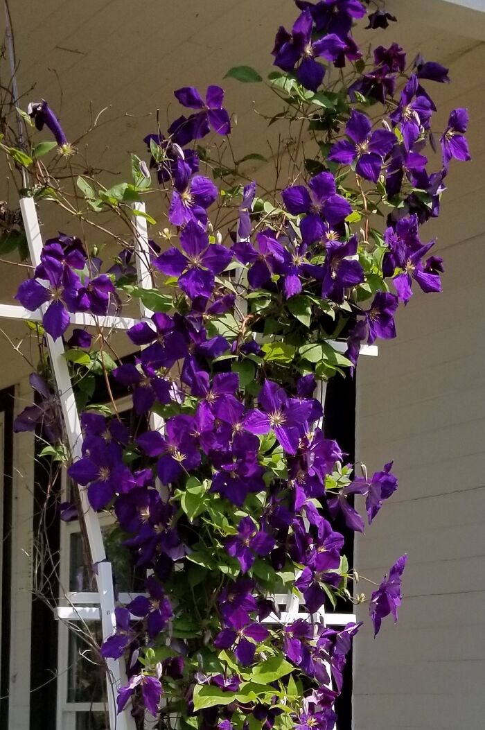 Hey Pandas, Post A Photo That You’ve Taken Of Your Favorite Type Of Flower (Closed) Hey Pandas, Post A Photo That You’ve Taken Of Your Favorite Type Of Flower (Closed)