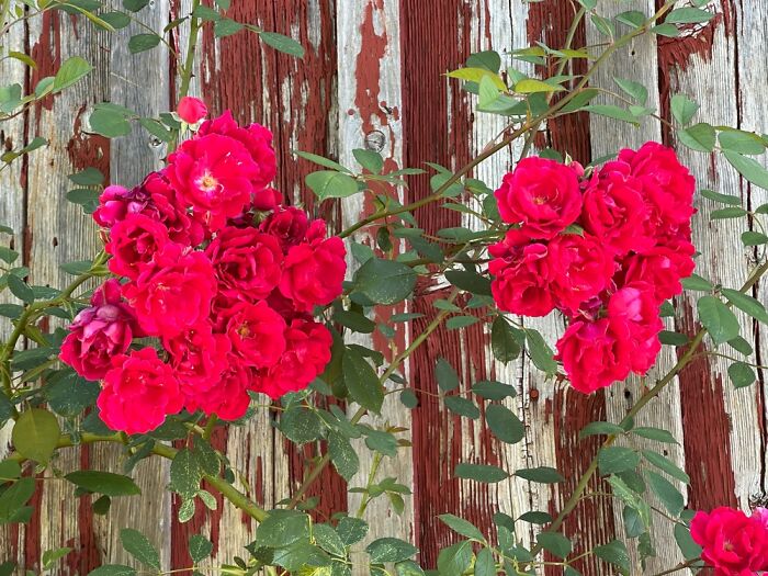 Hey Pandas, Post A Photo That You’ve Taken Of Your Favorite Type Of Flower (Closed) Hey Pandas, Post A Photo That You’ve Taken Of Your Favorite Type Of Flower (Closed)