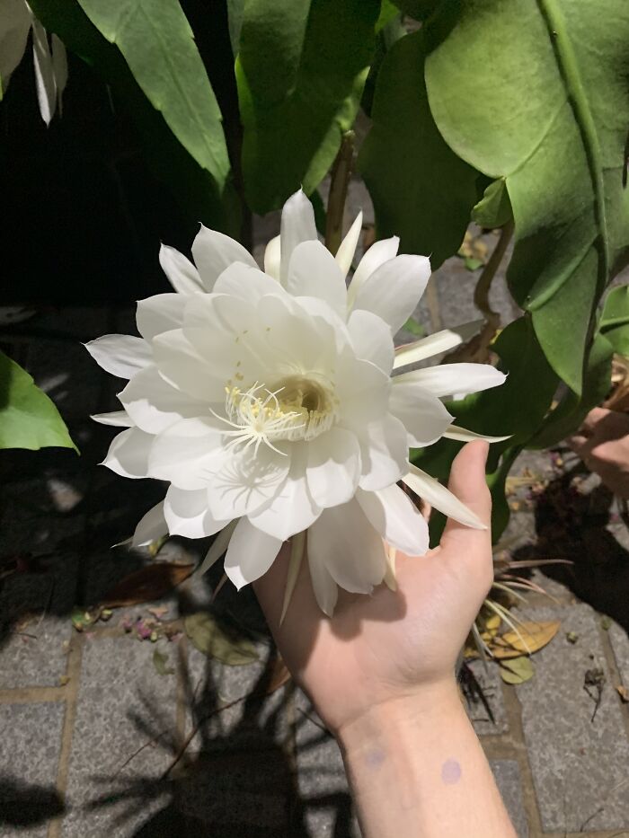 Hey Pandas, Post A Photo That You’ve Taken Of Your Favorite Type Of Flower (Closed) Hey Pandas, Post A Photo That You’ve Taken Of Your Favorite Type Of Flower (Closed)
