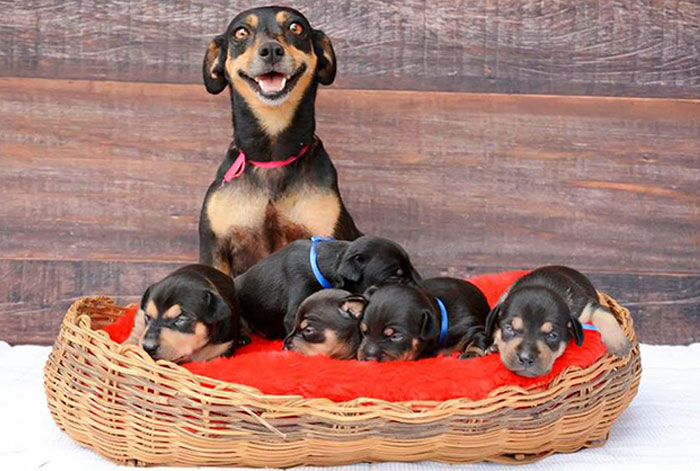 50 Proud Dog Mommies With Their Puppies (New Pics) 50 Proud Dog Mommies With Their Puppies (New Pics)