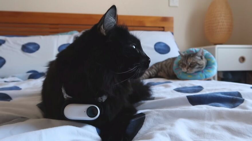 British Man Attached A Tiny Bluetooth Camera To His Kitten&#8217;s Collar For 24 Hours To See What His Cat&#8217;s Secret Life Looks Like
