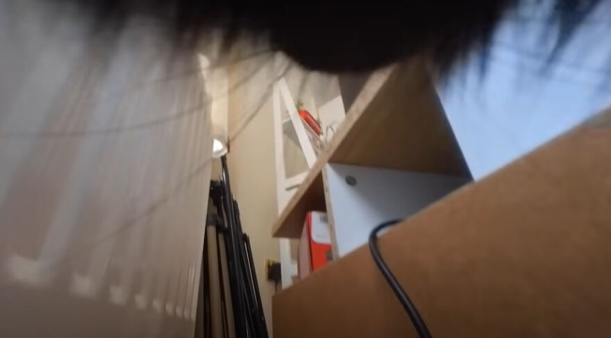 British Man Attached A Tiny Bluetooth Camera To His Kitten&#8217;s Collar For 24 Hours To See What His Cat&#8217;s Secret Life Looks Like