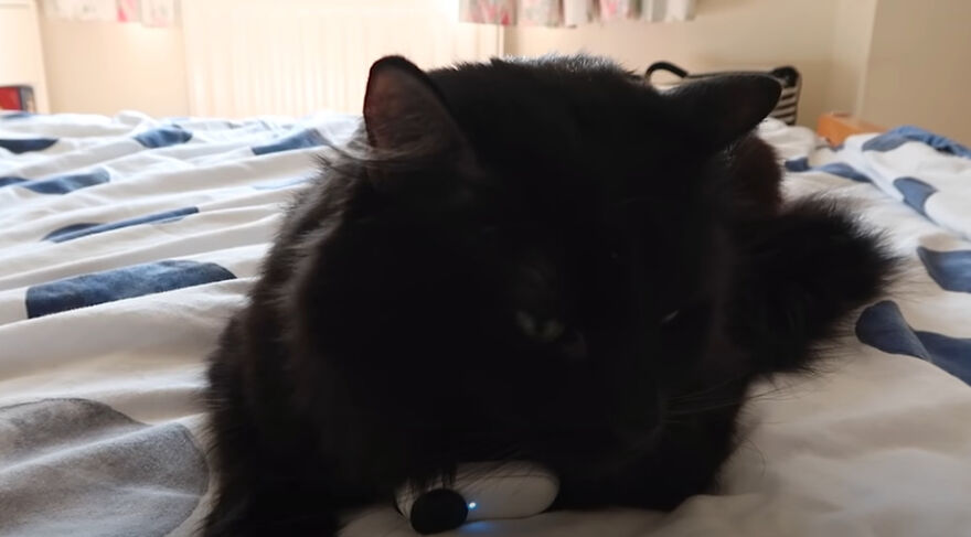 British Man Attached A Tiny Bluetooth Camera To His Kitten&#8217;s Collar For 24 Hours To See What His Cat&#8217;s Secret Life Looks Like