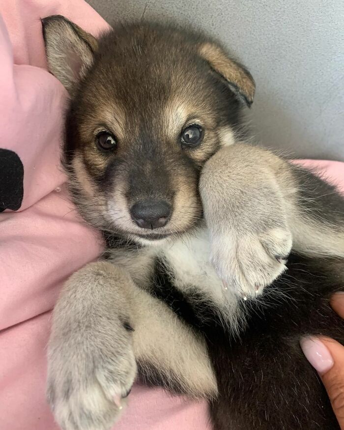 Woman Adopts A Wolf Cub From A Shelter Because It Wouldn&#8217;t Have Survived In The Wild