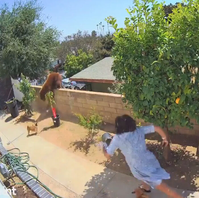 “I Have To Protect Her”: Courageous 17-Year-Old Saves Her Dog From An Aggressive Bear With Cubs By Pushing It Off A Fence