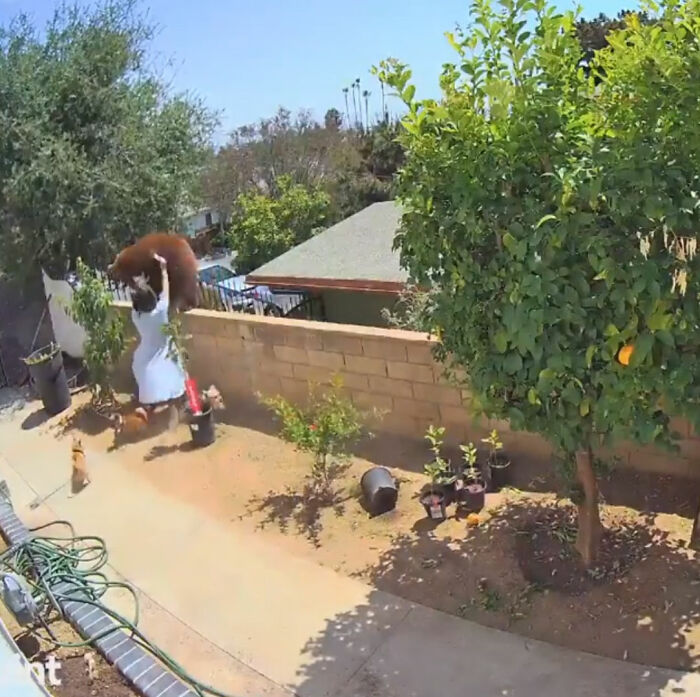 “I Have To Protect Her”: Courageous 17-Year-Old Saves Her Dog From An Aggressive Bear With Cubs By Pushing It Off A Fence