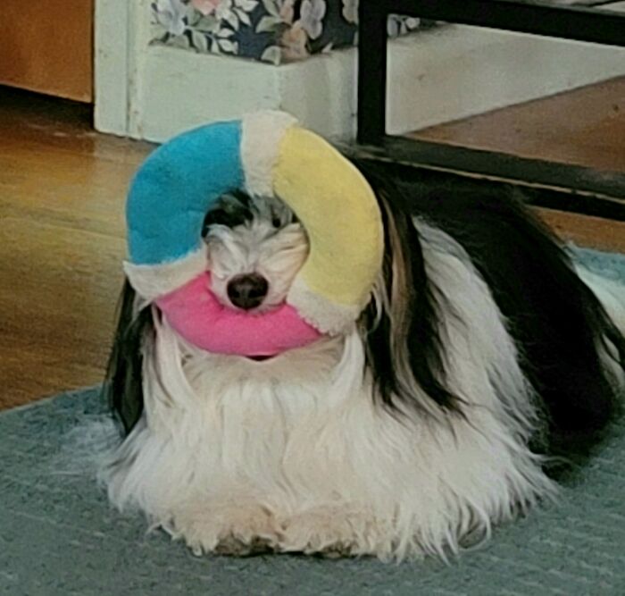 Hey Pandas, What Is Your Pets Name, And Who Or What Are They Named After? (Closed) Hey Pandas, What Is Your Pets Name, And Who Or What Are They Named After? (Closed)