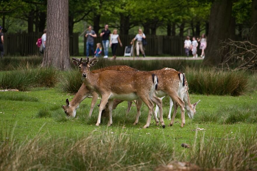 I Captured Friendly Deer At Dunham Massey I Captured Friendly Deer At Dunham Massey