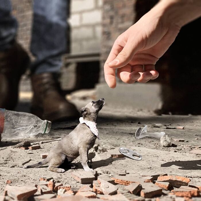 30 Unexpected Photo Manipulations Of Russian Streets Filled With Gigantic Animals By Vadim Solovyev (New Pics) 30 Unexpected Photo Manipulations Of Russian Streets Filled With Gigantic Animals By Vadim Solovyev (New Pics)