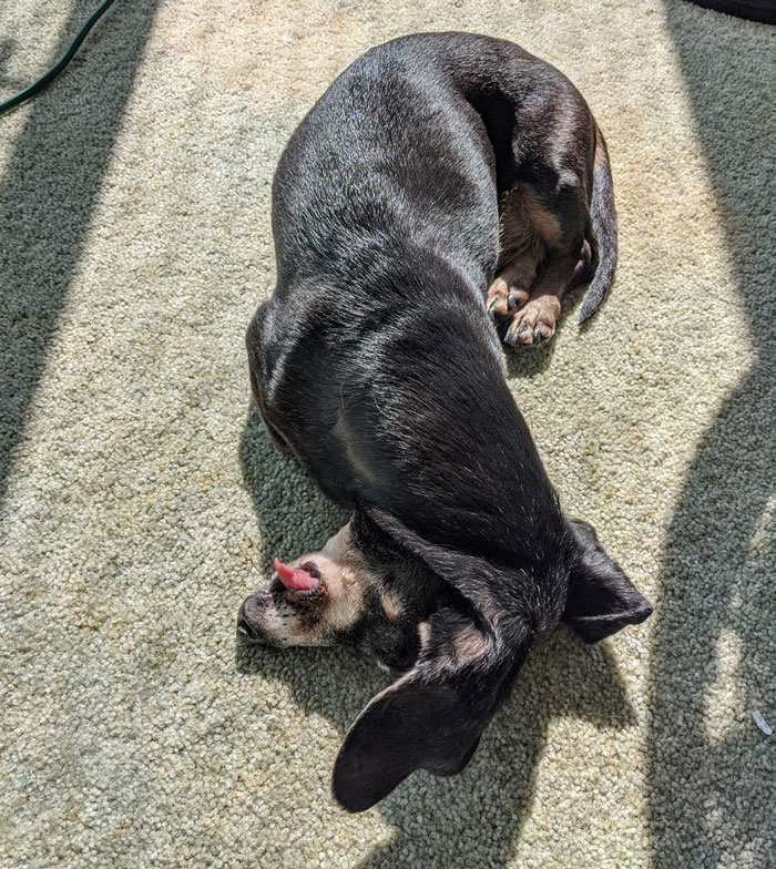 50 Moments Of Dogs Malfunctioning And Their Humans Failing To Resist The Urge To Document It For The #UnflatteringDogPhotoChallenge (New Pics)