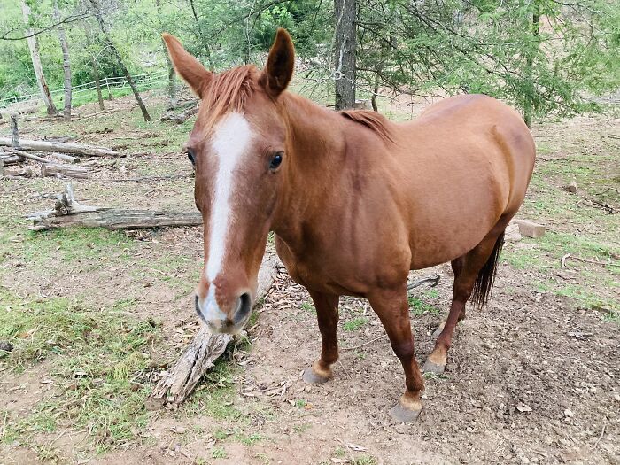 Hey Pandas, Post A Photo Of Your Animal Looking Odd (Closed) Hey Pandas, Post A Photo Of Your Animal Looking Odd (Closed)