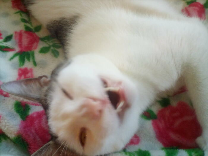 Hey Pandas, Post A Photo Of Your Animal Looking Odd (Closed) Hey Pandas, Post A Photo Of Your Animal Looking Odd (Closed)