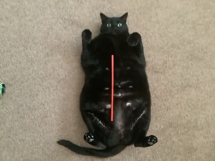 Hey Pandas, Post A Photo Of Your Animal Looking Odd (Closed) Hey Pandas, Post A Photo Of Your Animal Looking Odd (Closed)