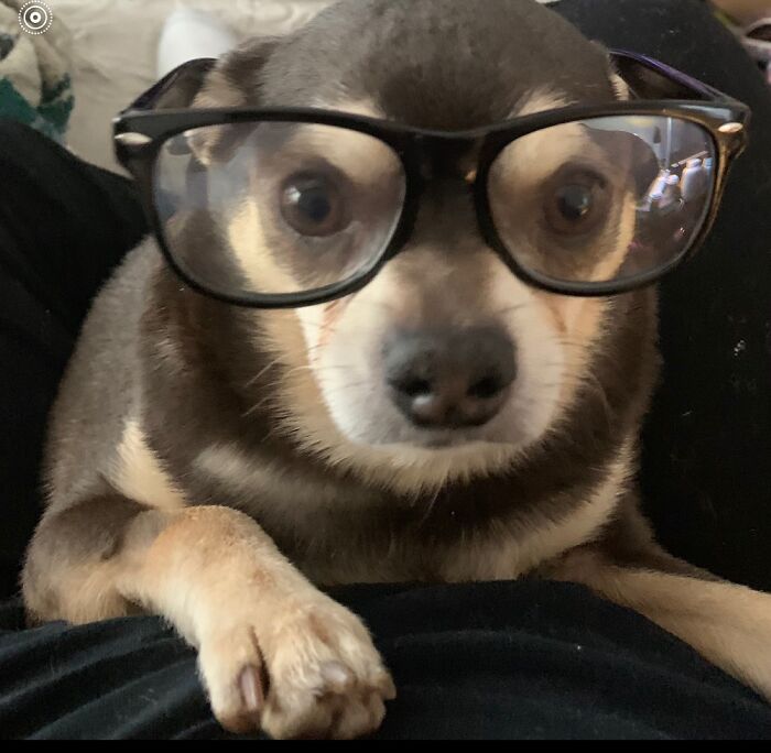 Hey Pandas, Post A Photo Of Your Animal Looking Odd (Closed) Hey Pandas, Post A Photo Of Your Animal Looking Odd (Closed)