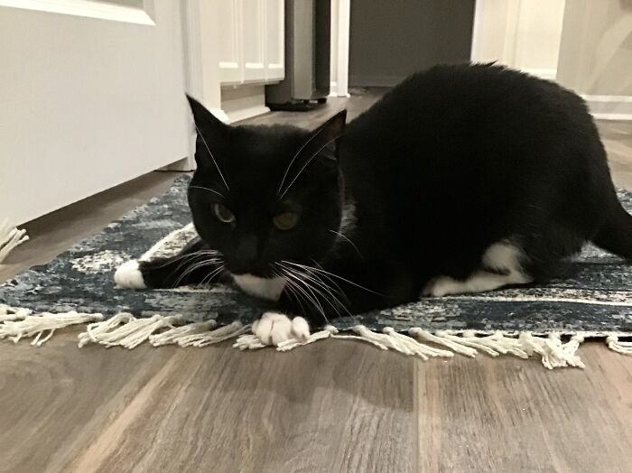 Hey Pandas, Post A Photo Of Your Animal Looking Odd (Closed) Hey Pandas, Post A Photo Of Your Animal Looking Odd (Closed)