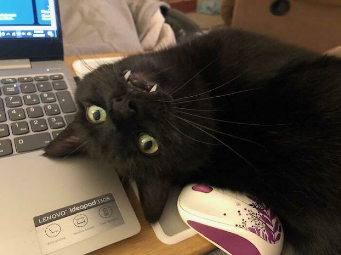 45 Times Cats Malfunctioned And Their Owners Just Had To Document It Online (New Pics) 45 Times Cats Malfunctioned And Their Owners Just Had To Document It Online (New Pics)