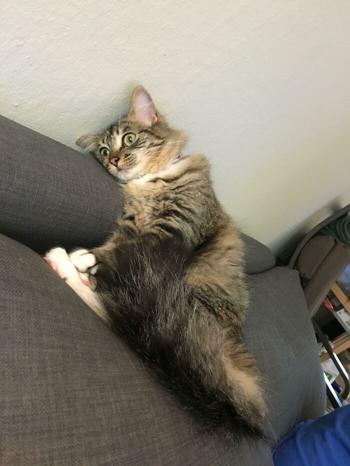 45 Times Cats Malfunctioned And Their Owners Just Had To Document It Online (New Pics) 45 Times Cats Malfunctioned And Their Owners Just Had To Document It Online (New Pics)