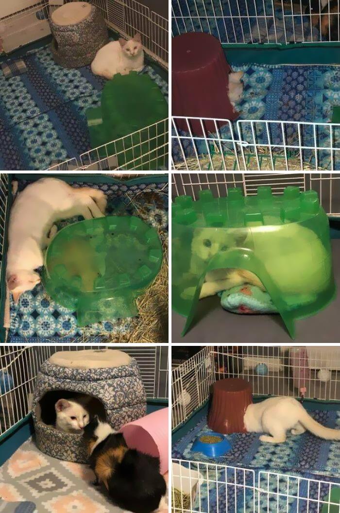 45 Times Cats Malfunctioned And Their Owners Just Had To Document It Online (New Pics) 45 Times Cats Malfunctioned And Their Owners Just Had To Document It Online (New Pics)