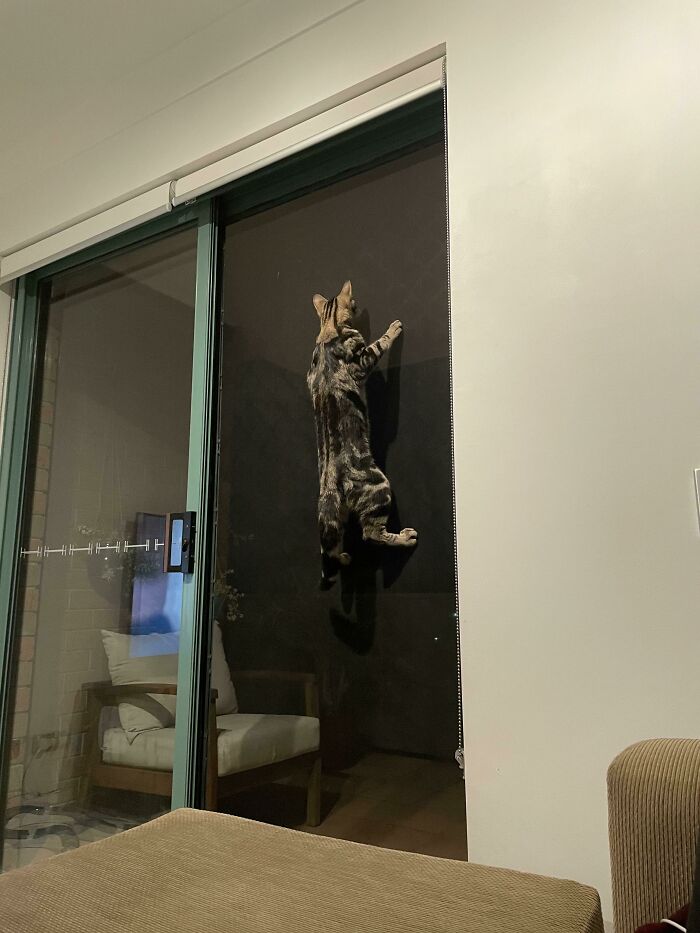 45 Times Cats Malfunctioned And Their Owners Just Had To Document It Online (New Pics) 45 Times Cats Malfunctioned And Their Owners Just Had To Document It Online (New Pics)