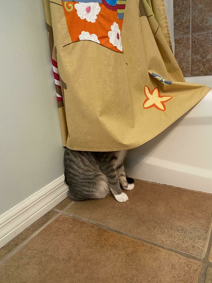 45 Times Cats Malfunctioned And Their Owners Just Had To Document It Online (New Pics) 45 Times Cats Malfunctioned And Their Owners Just Had To Document It Online (New Pics)