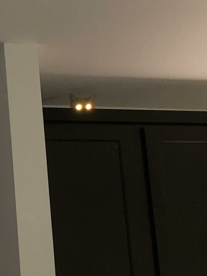 45 Times Cats Malfunctioned And Their Owners Just Had To Document It Online (New Pics) 45 Times Cats Malfunctioned And Their Owners Just Had To Document It Online (New Pics)