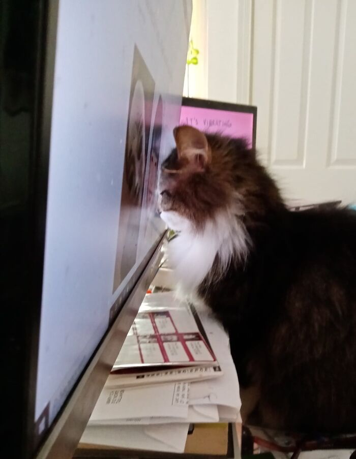 45 Times Cats Malfunctioned And Their Owners Just Had To Document It Online (New Pics) 45 Times Cats Malfunctioned And Their Owners Just Had To Document It Online (New Pics)