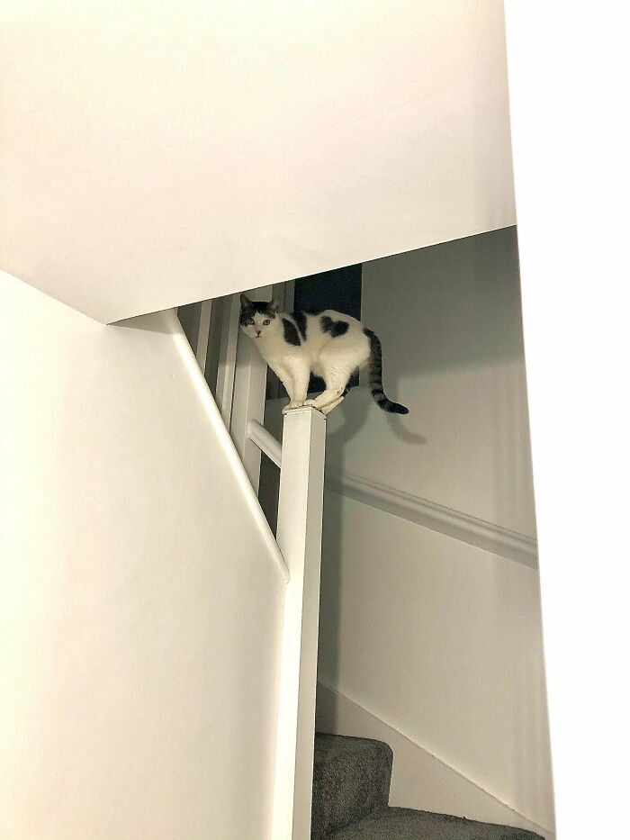 45 Times Cats Malfunctioned And Their Owners Just Had To Document It Online (New Pics) 45 Times Cats Malfunctioned And Their Owners Just Had To Document It Online (New Pics)