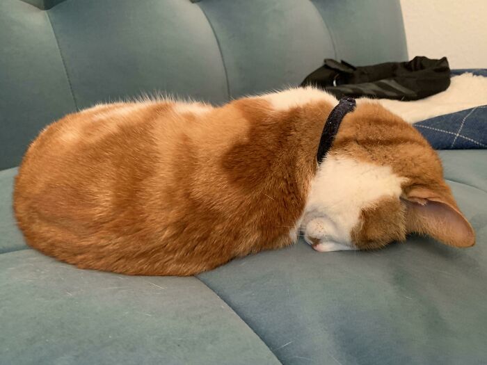 45 Times Cats Malfunctioned And Their Owners Just Had To Document It Online (New Pics) 45 Times Cats Malfunctioned And Their Owners Just Had To Document It Online (New Pics)