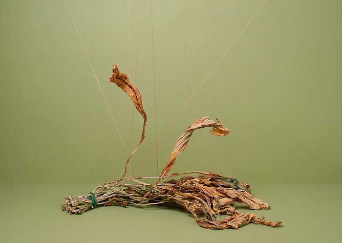 I Captured Still Life In My Photos