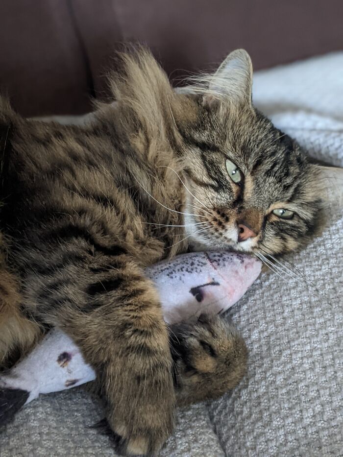 Hey Pandas, Post The Funniest Pictures Of Your Pets (Closed)