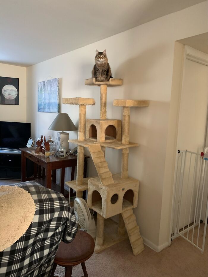 Hey Pandas, Post The Funniest Pictures Of Your Pets (Closed)