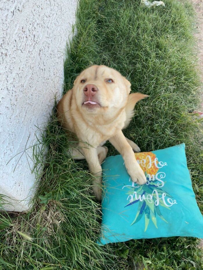 Hey Pandas, Post The Funniest Pictures Of Your Pets (Closed)