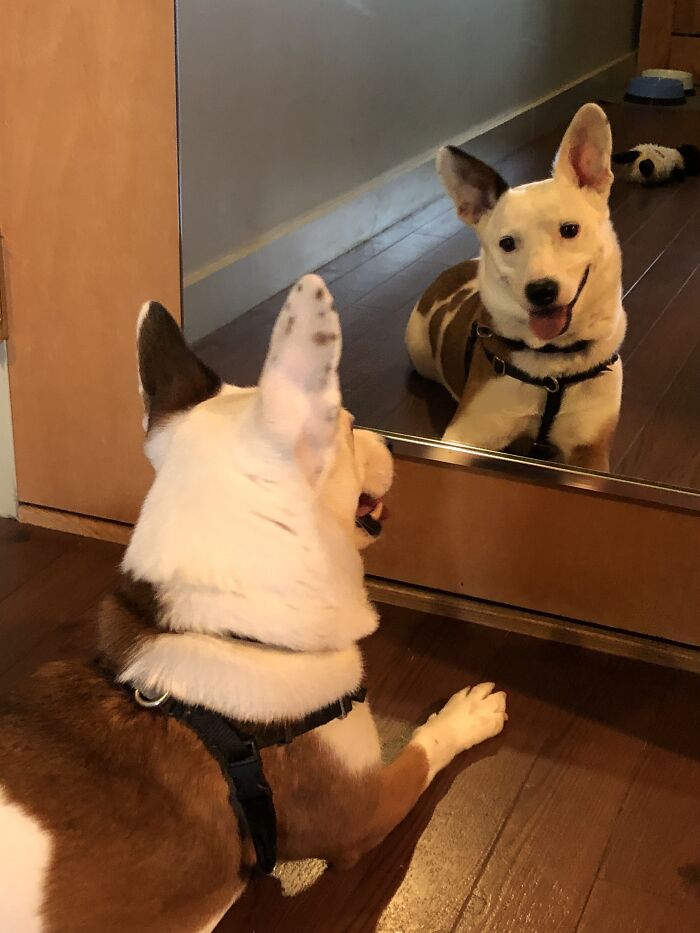 Hey Pandas, Post The Funniest Pictures Of Your Pets (Closed)