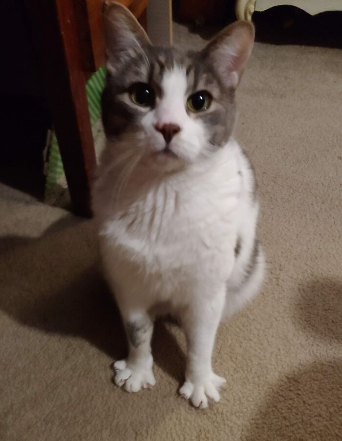 Hey Pandas, Post The Funniest Pictures Of Your Pets (Closed)