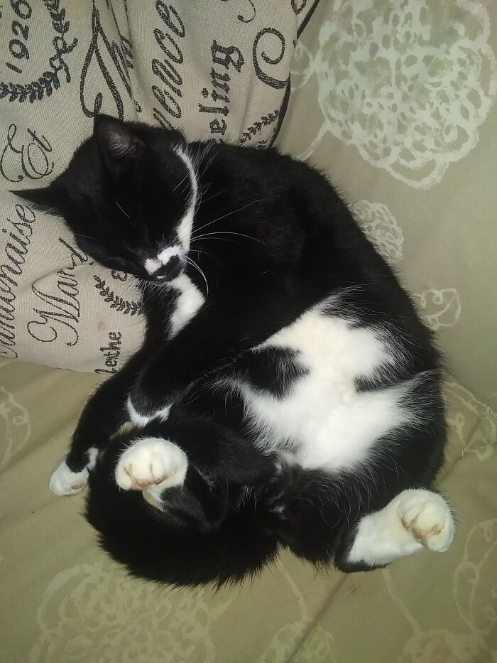 Hey Pandas, Post The Funniest Pictures Of Your Pets (Closed)