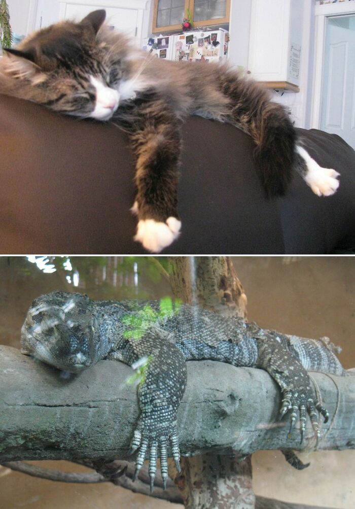 Hey Pandas, Post The Funniest Pictures Of Your Pets (Closed)