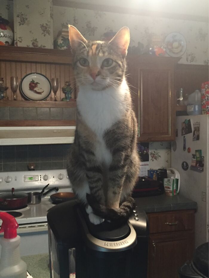 Hey Pandas, Post The Funniest Pictures Of Your Pets (Closed)