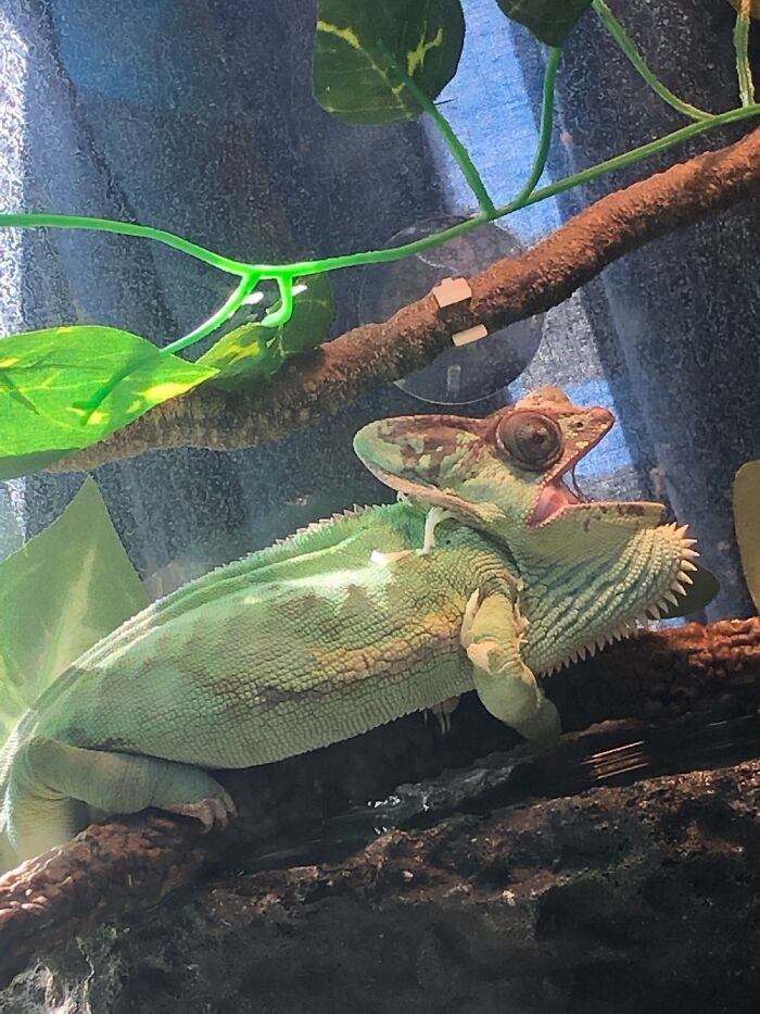 Hey Pandas, Post The Funniest Pictures Of Your Pets (Closed)