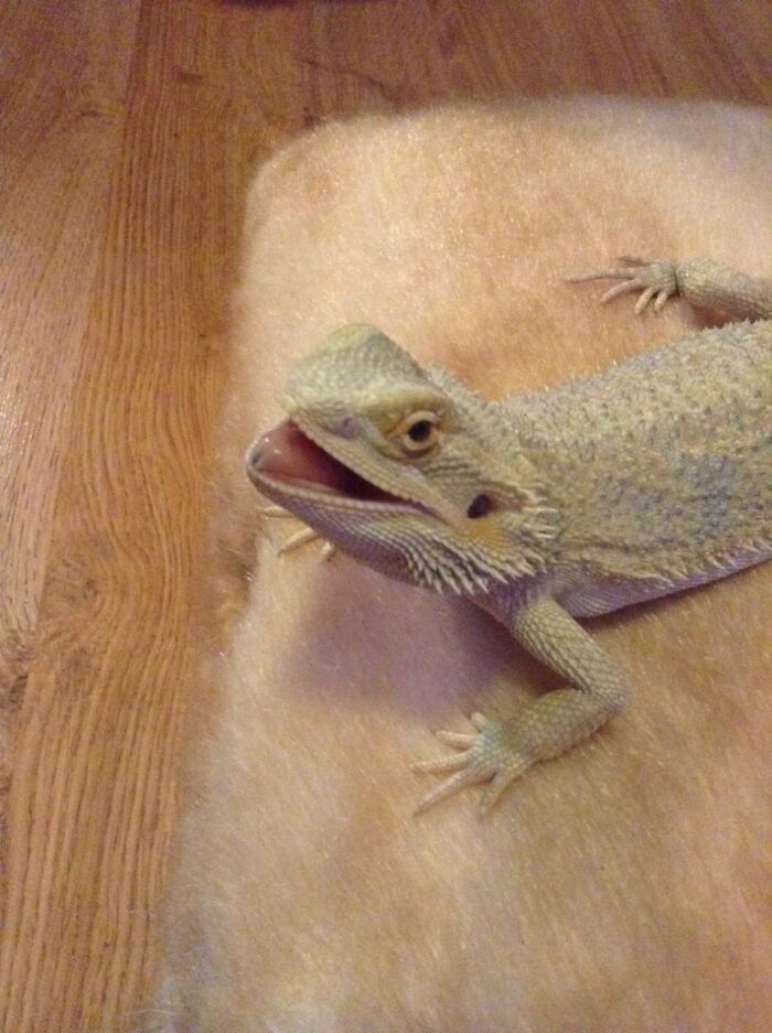 Hey Pandas, Post The Funniest Pictures Of Your Pets (Closed)