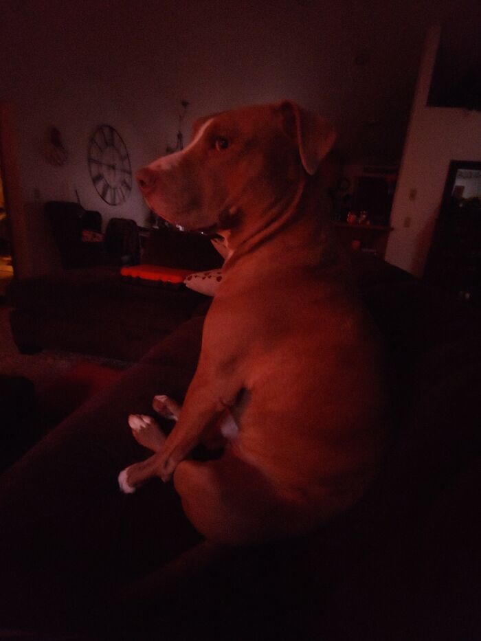 Hey Pandas, Post The Funniest Pictures Of Your Pets (Closed)