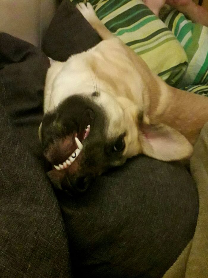 Hey Pandas, Post The Funniest Pictures Of Your Pets (Closed)