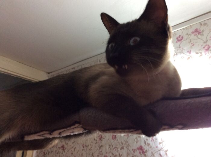 Hey Pandas, Post The Funniest Pictures Of Your Pets (Closed)