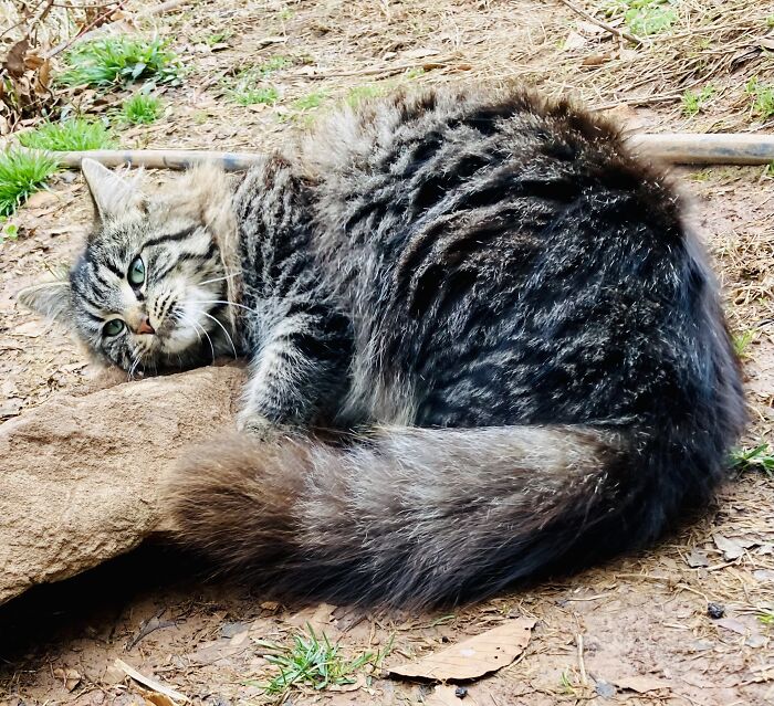 Hey Pandas, Post The Funniest Pictures Of Your Pets (Closed)