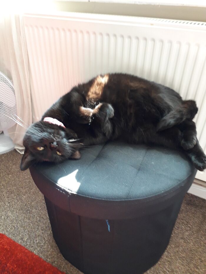 Hey Pandas, Post The Funniest Pictures Of Your Pets (Closed)