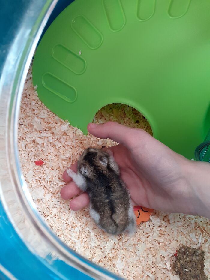 Hey Pandas, Post The Funniest Pictures Of Your Pets (Closed)